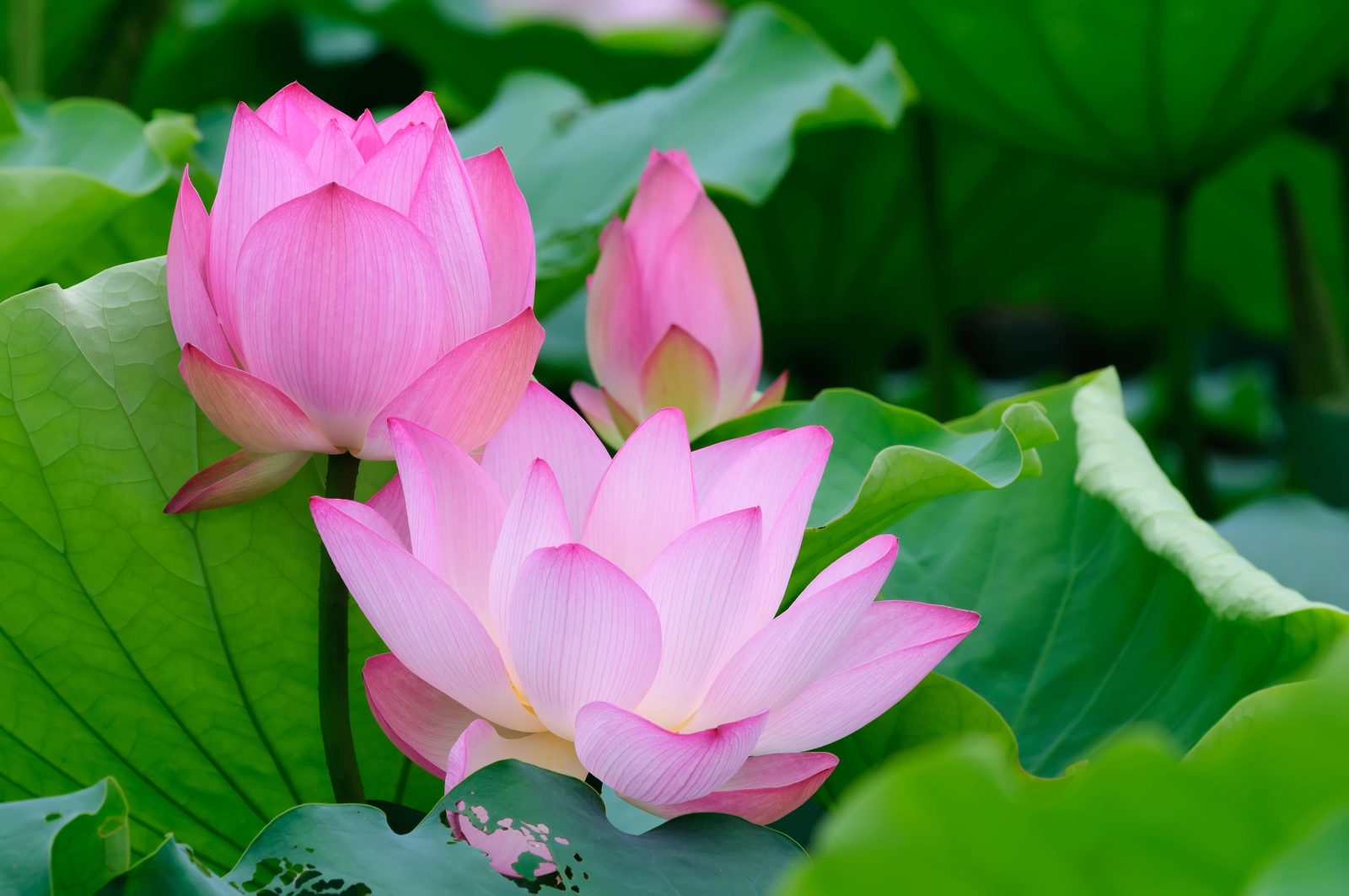 Ročne ure Lotus so me pozitivno presenetile